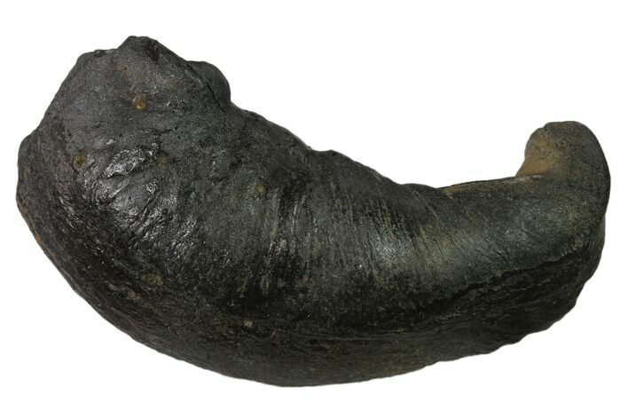 Fossil Whale Ear Bone - Miocene #136905